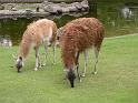 Berlijn 2009 ZOO155